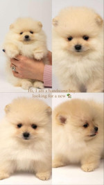 Pomeranian puppies – fotka 4