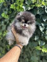 Šteniatka pomeranského špica – fotka 2
