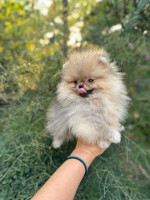 Šteniatka pomeranského špica – fotka 3
