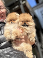 Šteniatka pomeranského špica – fotka 4