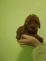 Red toy poodle – fotka 2