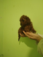 Red toy poodle – fotka 3