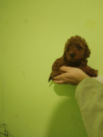 Red toy poodle – fotka 4