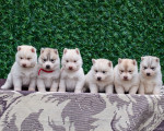 Sibírsky husky štěňátka – fotka 2