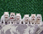 Sibírsky husky štěňátka – fotka 3