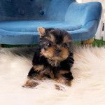 Šteniatka Yorkshirského teriéra na adopciu – fotka 2