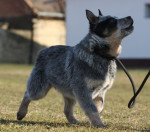 Austrálsky dobytkársky pes – šteniatka – fotka 4