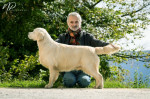 Zlatý retriever šteniatka a mladé psy na predaj – fotka 3