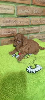 Poodle Puppies – fotka 2