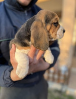 Beagle samička šteniatko – fotka 2