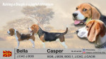 Beagle samička šteniatko – fotka 4