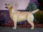 Labradorský retriever – fenka na predaj – fotka 2