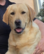 Labradorský retriever – fenka na predaj – fotka 3