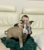 Standard Bull Terrier puppies – fotka 2