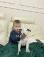 Standard Bull Terrier puppies – fotka 3