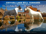 Standard Bull Terrier puppies – fotka 4