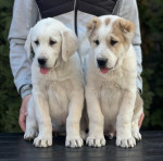 Stredoázijský ovčiak – šteniatka – fotka 4