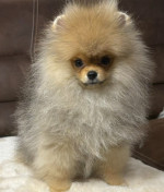Purebred Pomeranians of the teddy bear type – fotka 2