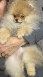 Purebred Pomeranians of the teddy bear type – fotka 3
