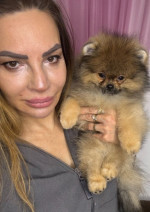 Purebred Pomeranians of the teddy bear type – fotka 4