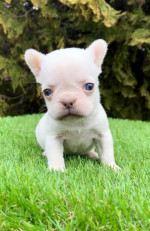 French bulldog – fotka 2