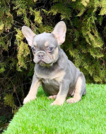 French bulldog – fotka 3