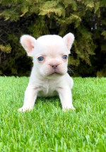 French bulldog – fotka 4