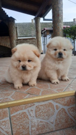Chow chow – fotka 2