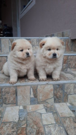 Chow chow – fotka 3