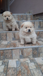 Chow chow – fotka 4