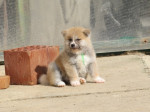I am selling Japanese Akita puppies – fotka 2