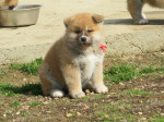 I am selling Japanese Akita puppies – fotka 3