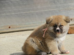 I am selling Japanese Akita puppies – fotka 4