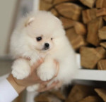Krásne šteniatko pomeranian. – fotka 2