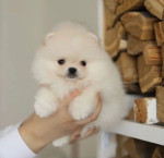 Krásne šteniatko pomeranian. – fotka 3
