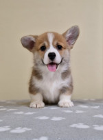 Šteniatka Welsh Corgi Pembroke – fotka 2