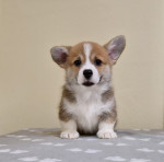 Šteniatka Welsh Corgi Pembroke – fotka 3