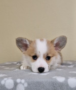 Šteniatka Welsh Corgi Pembroke – fotka 4