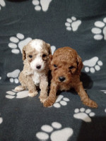 Miniature Poodles for sale – fotka 2