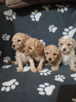 Miniature Poodles for sale – fotka 3