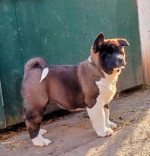 American Akita, puppies – fotka 2