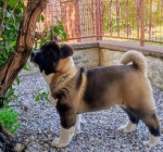 American Akita, puppies – fotka 3