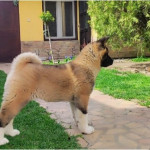 American Akita, puppies – fotka 4