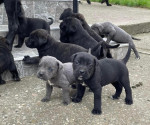 Cane Corso puppies – fotka 2