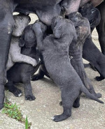 Cane Corso puppies – fotka 3