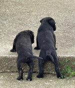 Cane Corso puppies – fotka 4