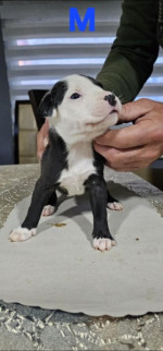 Pit blue is worn by Puppies – fotka 2