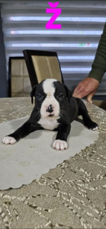 Pit blue is worn by Puppies – fotka 3