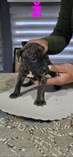 Pit blue is worn by Puppies – fotka 4