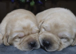 Šteniatka Labrador Retriever – fotka 2
